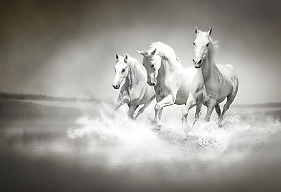 Fototapeta Běžící bílé koně 1185